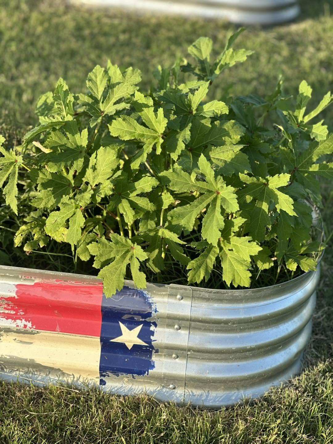A galvanized raised garden bed painted with a Texas flag, full of leafy green plants, on the lawn.