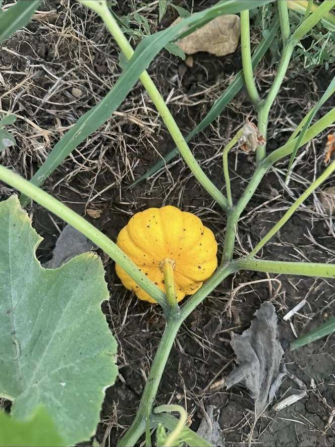 A small yellow-orange pumpkin growing on the vine in the community garden.